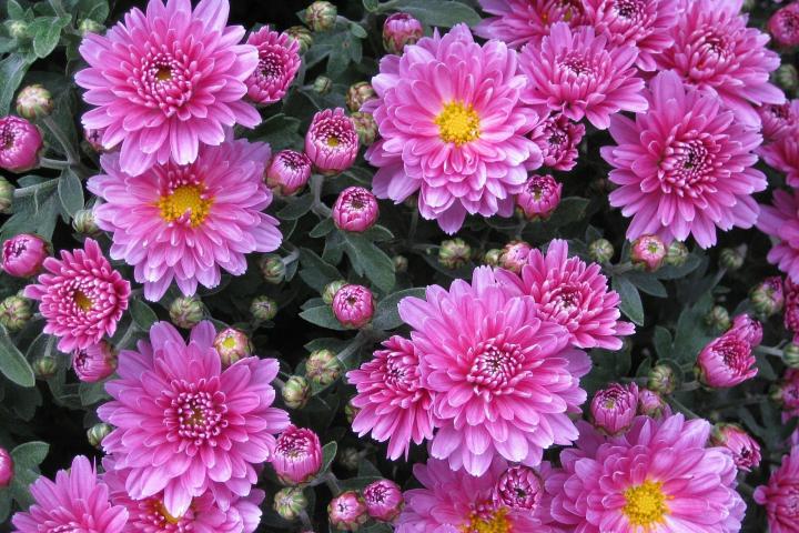 Chrysanthemum flowers